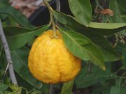 '宜昌'柠檬 Ichang lemon 'Shangyuan'