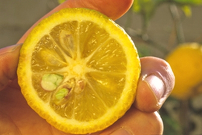 '卡抱斯'大翼橙 Kabosu papeda, Citrus sphaerocarpa