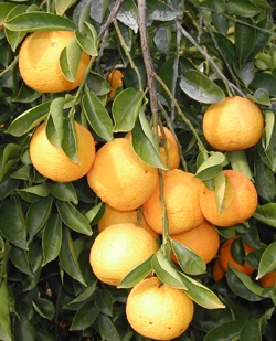 '卡抱斯'大翼橙 Kabosu papeda, Citrus sphaerocarpa