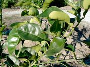 '卡抱斯'大翼橙的叶片 Kabosu leaves