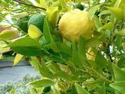 '卡尔皮'大翼橙 Kalpi papeda, Citrus webberii