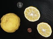 '卡尔皮'大翼橙 Kalpi papeda, Citrus webberii