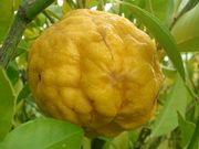 '卡尔皮'大翼橙 Kalpi papeda, Citrus webberii