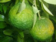 '卡尔皮'大翼橙 Kalpi papeda, Citrus webberii