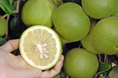 '卡西'大翼橙 Khasi papeda, Citrus latipes