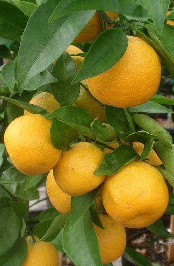 '格伦'枳橙橘Glen Citrangedin