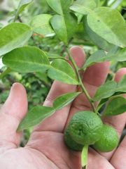小果大翼橙-'萨木瑶' Samuyao, Citrus micrantha var. microcarpa