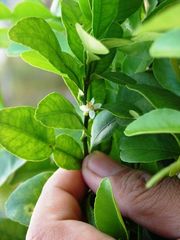 小果大翼橙-'萨木瑶' Samuyao, Citrus micrantha var. microcarpa