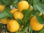 '斯达奇'大翼橙 Sudachi ichandarin, Citrus sudachi