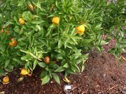 '斯达奇'大翼橙 Sudachi ichandarin, Citrus sudachi