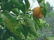 '由子' Yuko, Citrus yuko