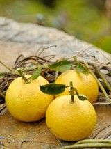 '由子' Yuko, Citrus yuko