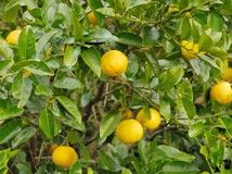 '由子' Yuko, Citrus yuko