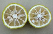 '日本香橙' Yuzu, Citrus junos