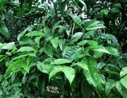 '克莱门尼亚'多蕊柑 Clymenia polyandra