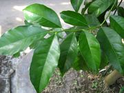 '克莱门尼亚'多蕊柑 Clymenia polyandra