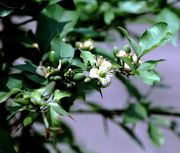 '巴尔果' Aegle marmelos, Bael fruit