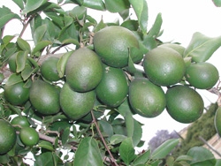 '巴尔果' Aegle marmelos, Bael fruit