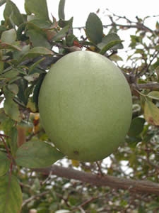 '巴尔果' Aegle marmelos, Bael fruit