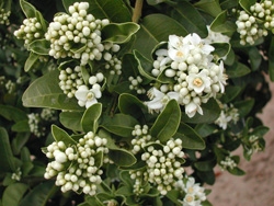 '锡兰阿塔兰蒂亚' Ceylon Atalantia, Atalantia ceylonica