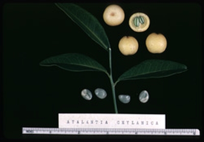 '锡兰阿塔兰蒂亚' Ceylon Atalantia, Atalantia ceylonica