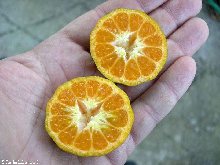 科钦中国酒瓶簕属 Cochin China Atalantia, Atalantia citroides