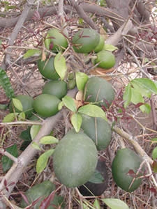 '乌干达粉瓶果' Balsamocitrus daweii, Uganda powder-flask fruit