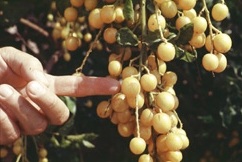 '黄皮' Clausena lansium, Wampee