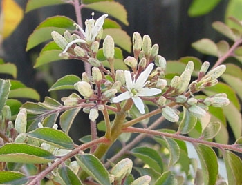 咖喱树 Murraya koenigii, Curry leaf