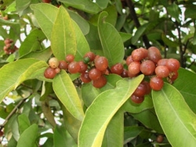 '山小橘' Glycosmis pentaphylla