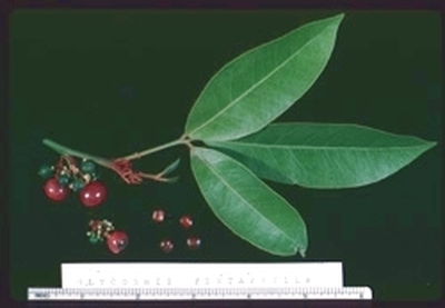 '山小橘'亚族 Glycosmis pentaphylla