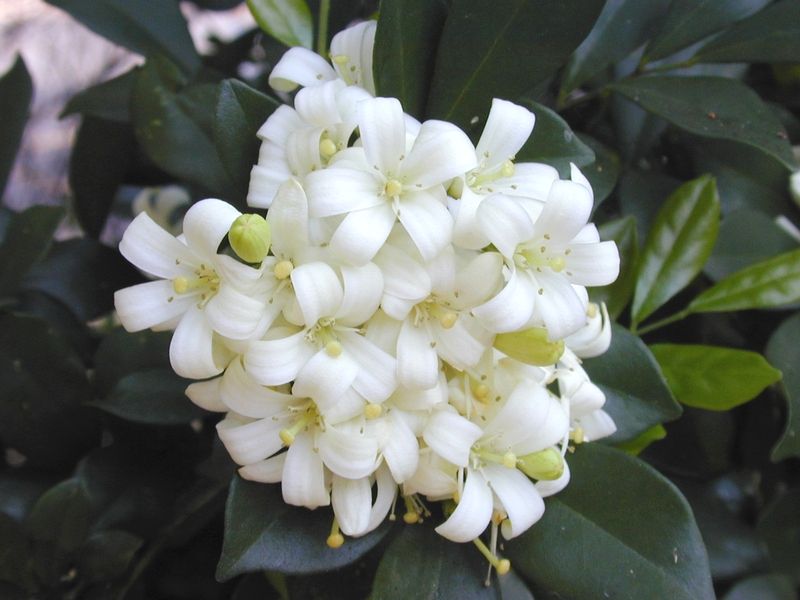 '九里香' Murraya paniculata