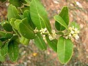 宁夏枸杞 Severinia buxifolia, Boxthorn
