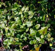 中华枸杞 Severiania buxifolia, Chinese Box orange