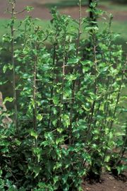 '黄皮' Wampee, Clausena lansium