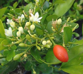 '莫克甜橙'(九里香) Mock orange,Murray paniculata