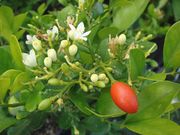 '九里香' Mock orange, Murray paniculata