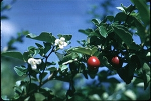 '香吉果' Triphasia trifolia, Limeberry