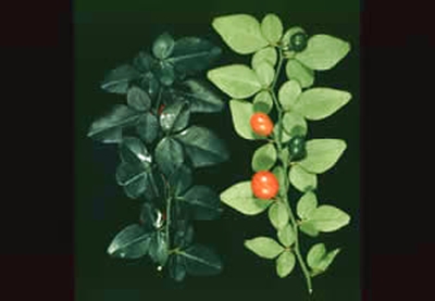 '香吉果' Triphasia trifolia, Limeberry