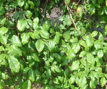 '乌干达粉瓶果' Balsamocitrus daweii, Uganda powder-flask fruit