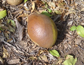 '乌干达粉瓶果' Balsamocitrus daweii, Uganda powder-flask fruit