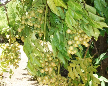 '黄皮' Wampee, Clausena lansium