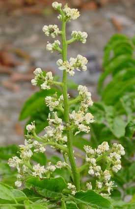 '黄皮' Wampee, Clausena lansium