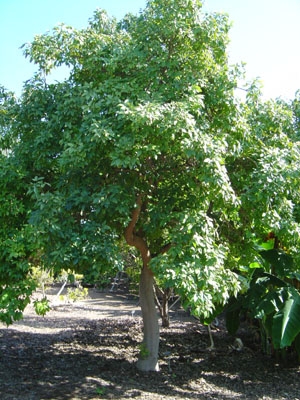 '白人心果' Casimiroa edulis, White Sapote