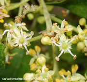 '白人心果' Casimiroa edulis, White Sapote