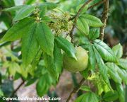 '白人心果' Casimiroa edulis, White Sapote