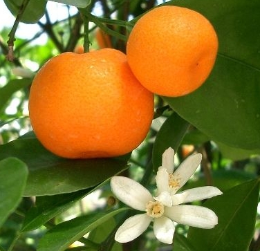 地中海柑 Mediterranean mandarin, Citrus reticulata var. deliciosa