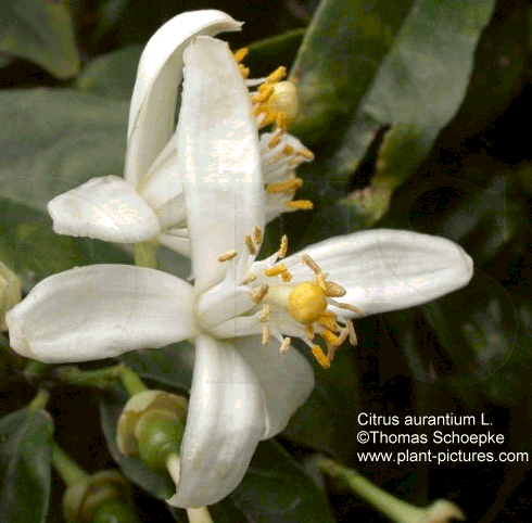 酸橙花 Citrus aurantium, Sour orange flower