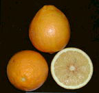 '波格莫特'佛手柑 Bergamot, Citrus aurantium ssp. bergamia