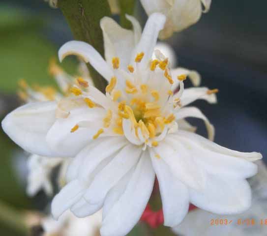 '布克捷'酸橙 Bouquetier de Nice à fleurs doubles